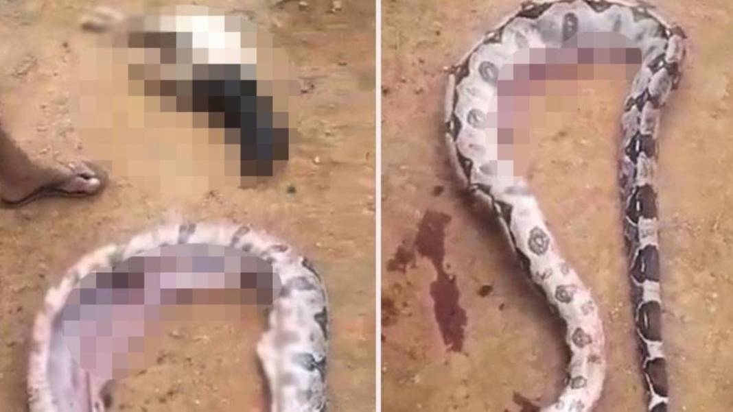 Şişlik fark edince olanlar oldu! Yılanın karnını yaran köylü gördüğü manzara karşısında küçük dilini yuttu 1